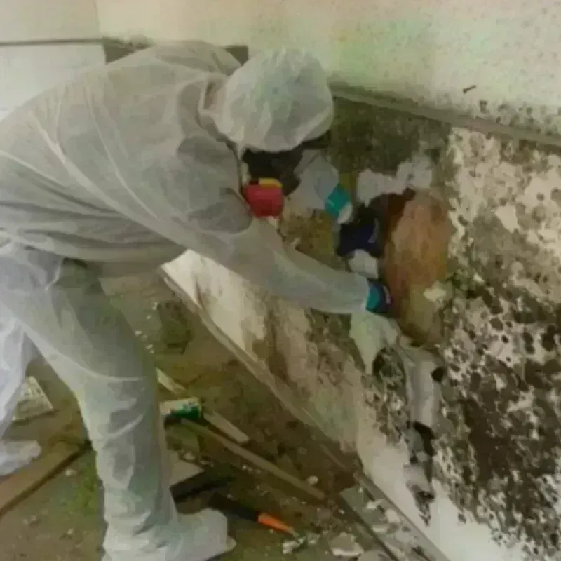 Mold Remediation and Removal in Chester, PA